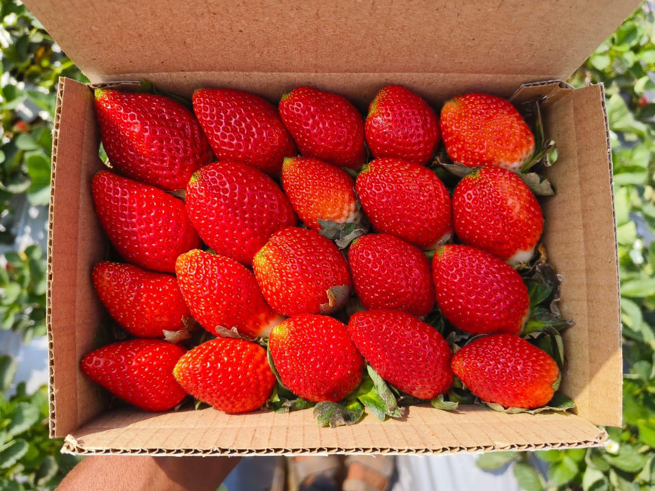 Froovella Berry Limited Drop- Farm Sourced Mahabaleshwar Strawberries